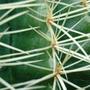 Golden Barrel Cactus (Echinocactus grusonii (Golden barrel cactus))
