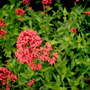 A garden flower photo