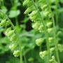 Tellima grandiflora