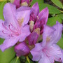 rhododendron (rhododendron)