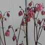 columbine (aquilegia)