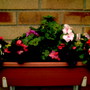 A garden flower photo