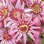 18_6_13.jpg (Sempervivum tectorum)