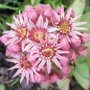 18_6_12.jpg (Sempervivum tectorum)