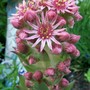 18_6_14.jpg (Sempervivum tectorum)