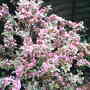 A garden flower photo