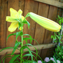 june1508_007.YELLOW LILY