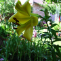 june1508_009.UNKNOWN YELLOW LILY. I NEED HELP IDENTIFY