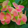 june1508_015.CROWN OF THORNS/EUPHORBIA MILLII