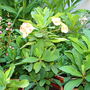 june1508_017.EUPHORBIA MILLII  COLLECTION