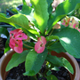 june1508_019.CROWN OF THORNS