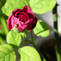 june1508_024.ROSE