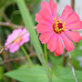 june1508_027.ZINNIA