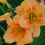 june1508_028.DAYLILY