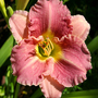 june1508_029.DAYLILIES