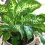june1508_030.DIEFFENBACHIA--"COMPACTA"