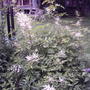 2008-06-19_008