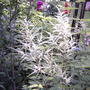 False goatsbeard (astilbe) plumes (Astilbe biternata)