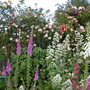 summer border