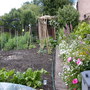 vegetable plot beginning to crop
