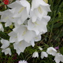 A garden flower photo