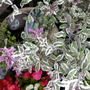 sage