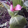 Tropical Canna in pink (Canna 'Tropical Rose')
