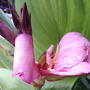 Pink Canna (Canna 'Tropical Rose')