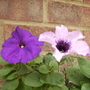 Surfinia Petunias 06.08 (Petunia)