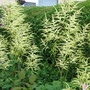 Astilbe