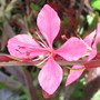 Gaura (Gaura lindheimeri)