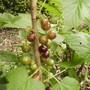 Worcesterberries Ripening 06.08 (Ribes uva-crispa/divaricatum (Vistabile))