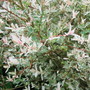 Salix Hakuro Nishiki (Salix integra)