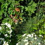 A garden flower photo