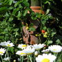 A garden flower photo