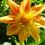 Dahlia  (Dahlia x hortensis)