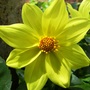 Dahlia (Dahlia x hortensis)