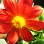 Dahlia (Dahlia x hortensis)