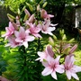 Lots more flowers on the big pink lily. (Lilium vivaldi)