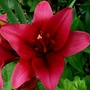 I have a lot of red lilies this year. (Lilium vivaldi)