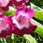 Penstemone (Penstemon)