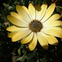 Osteospermum (Osteospermum)
