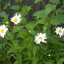 Shasta Daisy