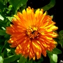 Bright and cheerful Marigold. (Calendula officinalis (English marigold))
