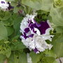 FRILLY PETUNIA