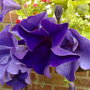 PETUNIA