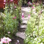 Cosmos and Sweet Pea Walk (cosmos)