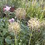 Alliums_in_the_evening
