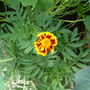 marigold