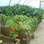 nasturtiums growing around my veggies